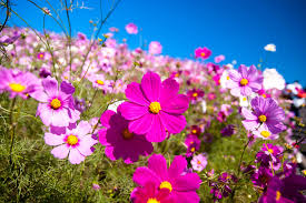 Vẻ đẹp của Hoa cánh bướm